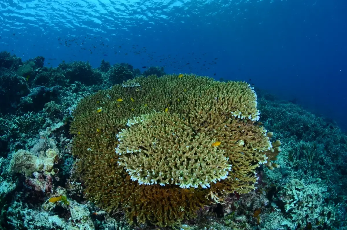 The shallow coral gardens surrounding Sangalaki Island, Derawan Archipelago